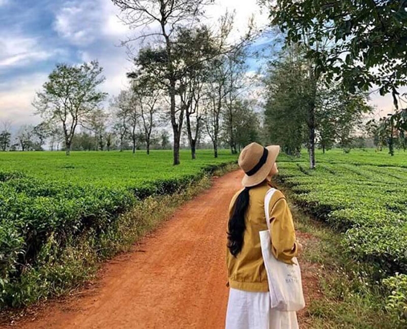 Đồi chè Biển Hồ Gia Lai