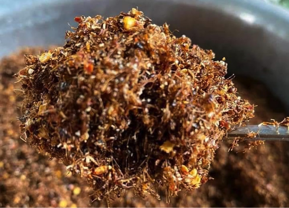 Muối kiến vàng Gia Lai